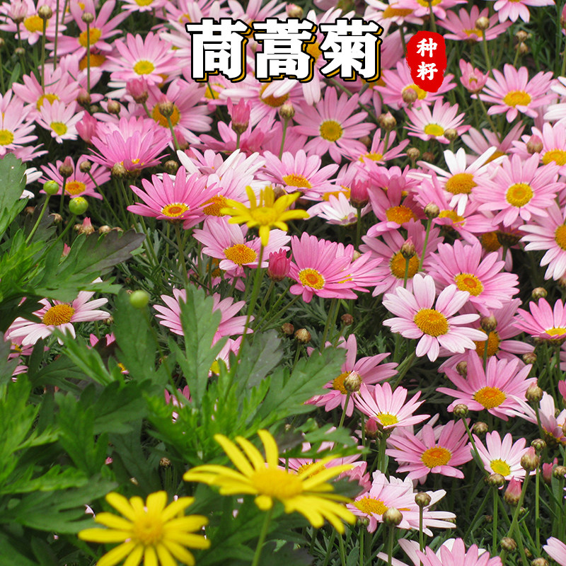 【绿博】茼蒿四季开花室外茼蒿菊种子黄金菊花种籽春播木花草易种