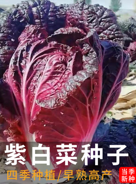 营养紫白菜种子里外紫色大白菜四季播种庭院田地农科院邮寄蔬菜籽