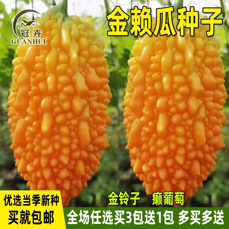 金赖瓜种子赖葡萄金铃子籽癞瓜金玲子小苦瓜四季盆栽农家蔬菜种孑