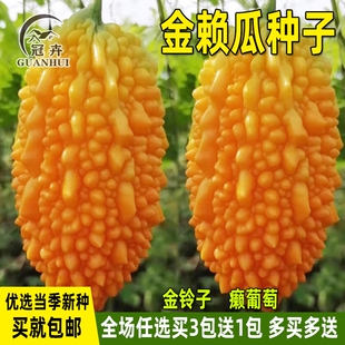 金赖瓜种子赖葡萄金铃子籽癞瓜金玲子小苦瓜四季盆栽农家蔬菜种孑