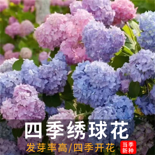 绣球花种籽子四季播种开花易活花籽盆栽庭院室内外植物绣球花种子