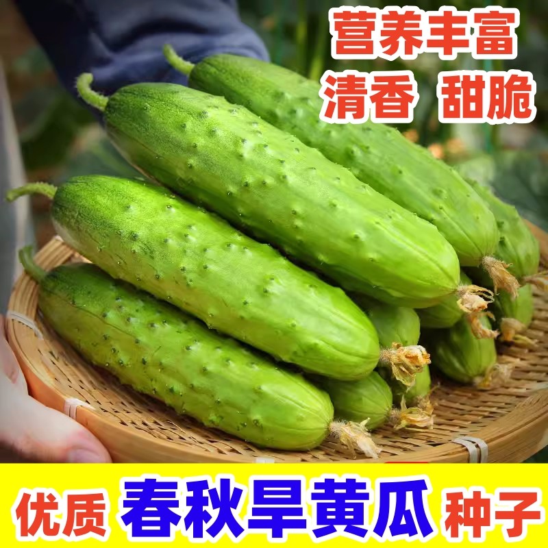 【拍2发3】唐山秋瓜种子老