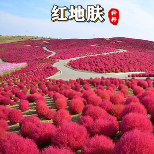 【绿博】红地肤种子绿地肤扫帚草花籽阳台盆栽植庭院植物观叶花卉