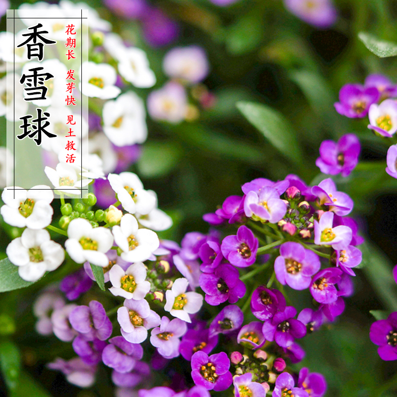 香雪球种子 多年生耐寒花卉种子 园林景观工程绿化花种子 包邮