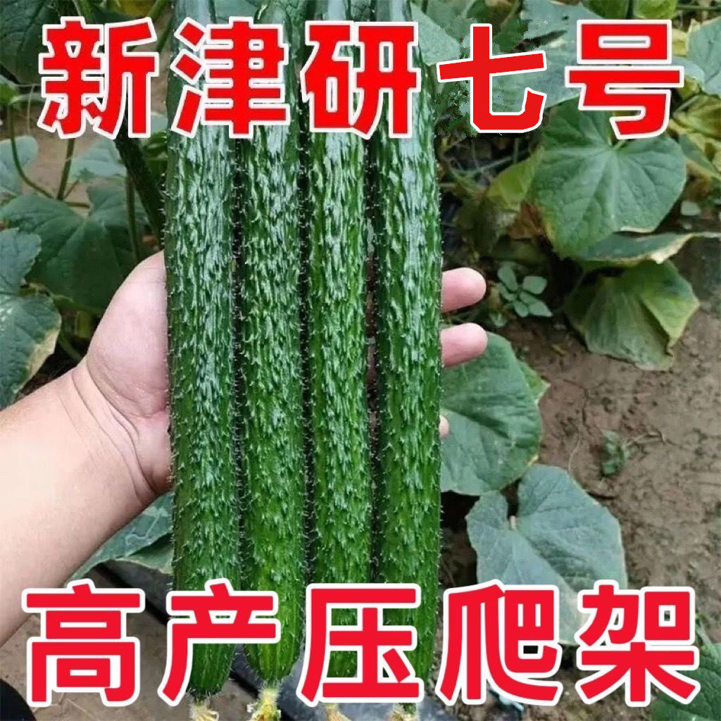 拍2发3绿刺黄拍2发3绿刺黄瓜