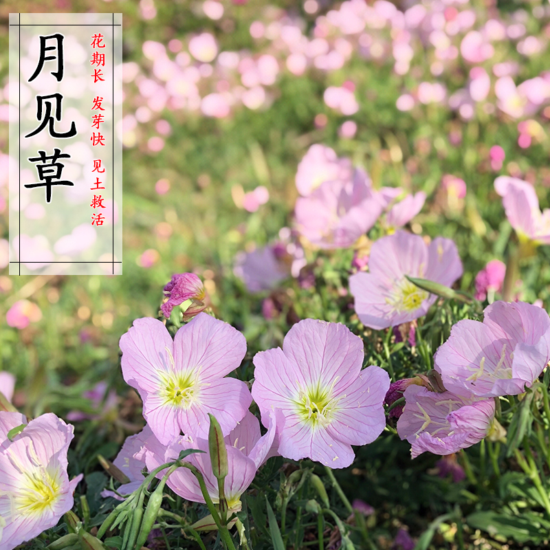 美丽月见草种子粉花多年生宿根花卉种子种春秋播草花种子耐寒花籽