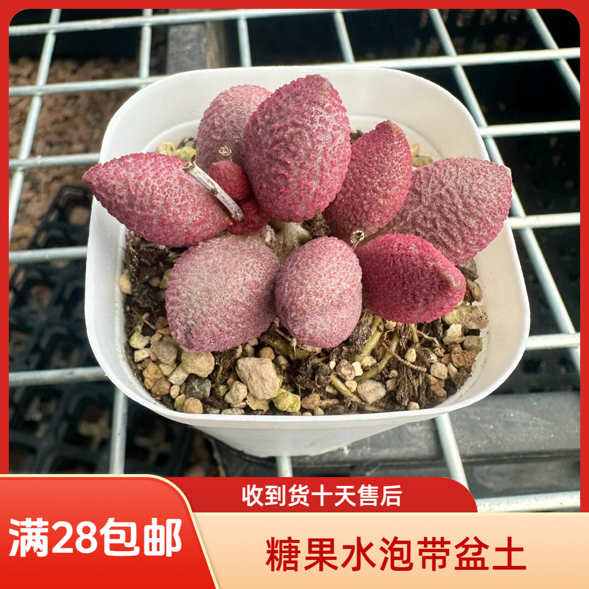 糖果水泡28包邮带盆土发货稀有花卉盆栽进口多肉植物景天科成株