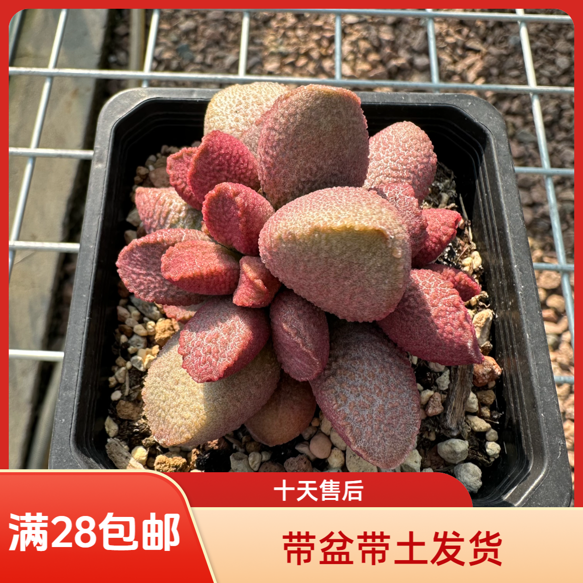 赛猪肝水泡28包邮带盆土发货稀有花卉盆栽进口多肉植物景天科成株