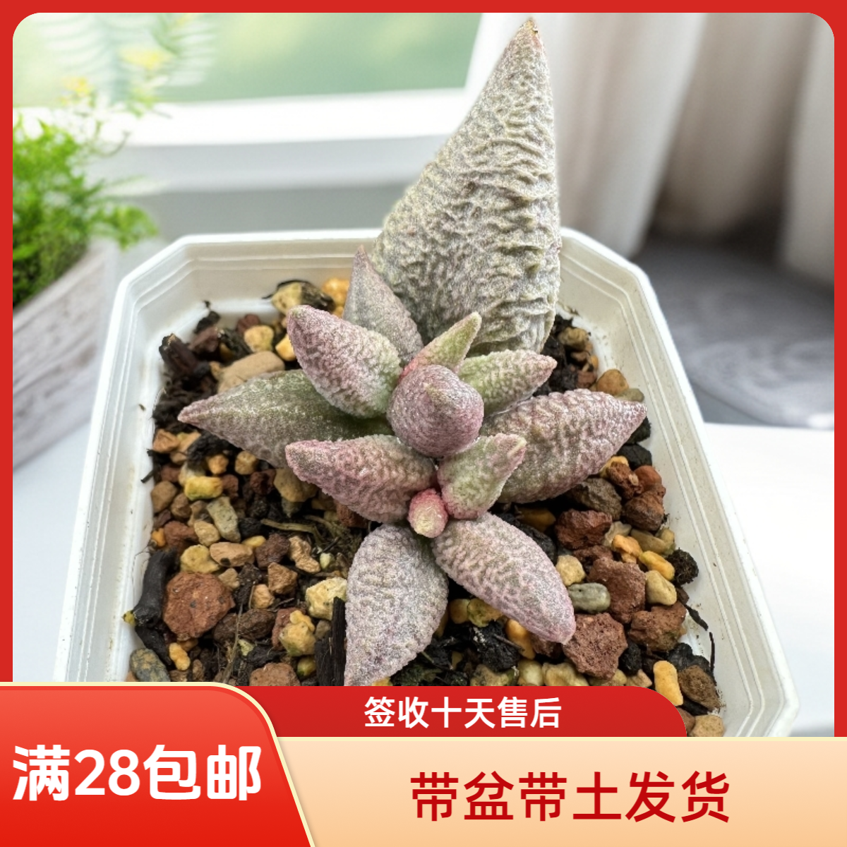 融化纹冰淇淋水泡28包邮带盆土发货稀有花卉盆栽进口多肉植物景天