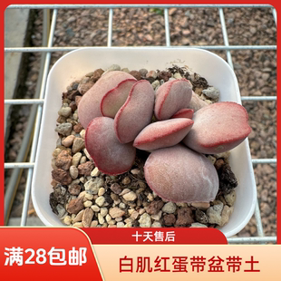 正版白肌红蛋包邮带陶盆带营养颗粒土带铺面多肉植物水泡成株发货