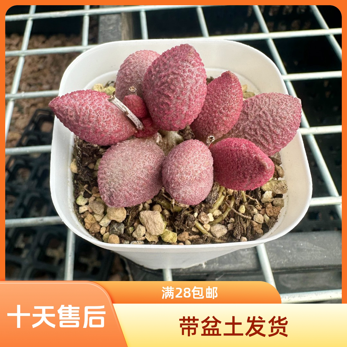 糖果水泡28包邮带盆土发货稀有花卉盆栽进口多肉植物景天科成株