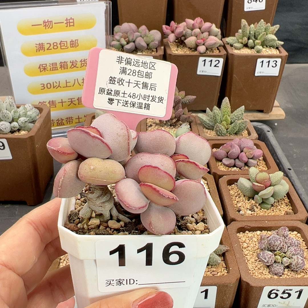 白肌红蛋116,鲜花速递/花卉仿真/绿植园艺,多肉植物,淘宝优惠券,粉丝福利购,淘宝优惠卷