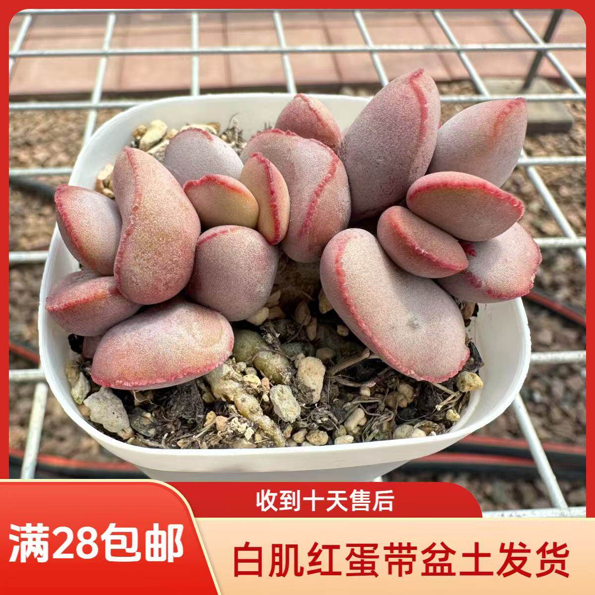 白肌红蛋水泡28包邮带盆土发货稀有花卉盆栽进口多肉植物景天科成