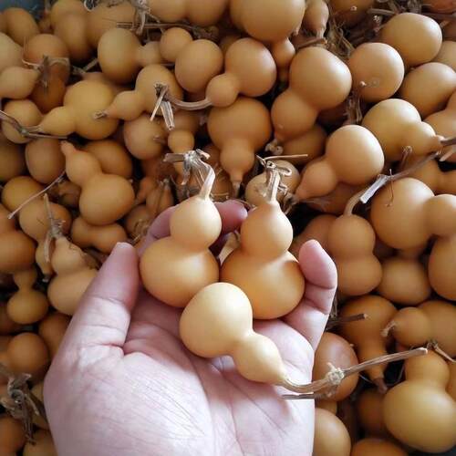 天然葫芦大中小号客厅卧室办公室摆件福禄八宝压腰挂件真葫芦龙头