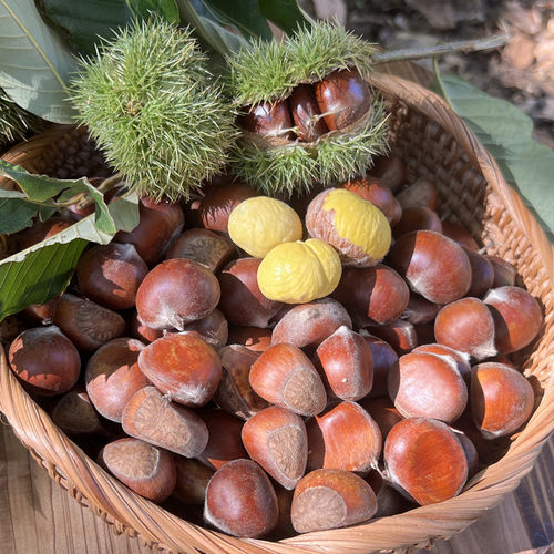 2024新货生板栗易去内皮