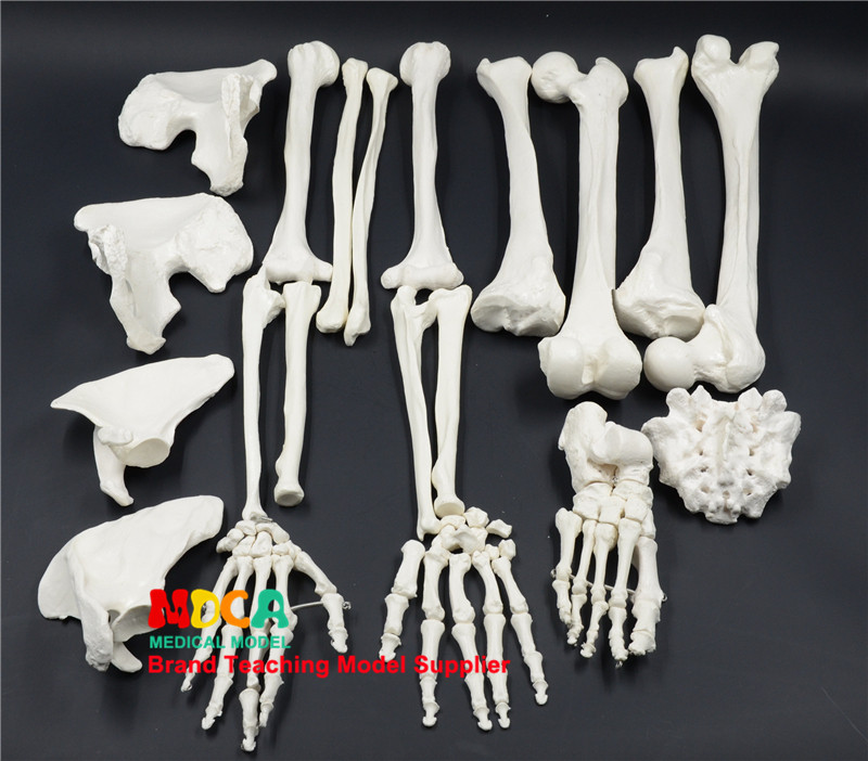 해골 모델 170CM 인체 전신 느슨한 뼈 시뮬레이션 해골 요가 의료 교육 MGG306