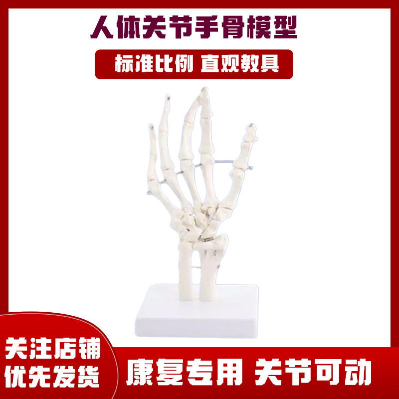 人体手骨模型医用关节骨骼模型可活动教具功能展示康复教学用具,玩具/童车/益智/积木/模型,其他模型玩具,淘宝优惠券,粉丝福利购,淘宝优惠卷
