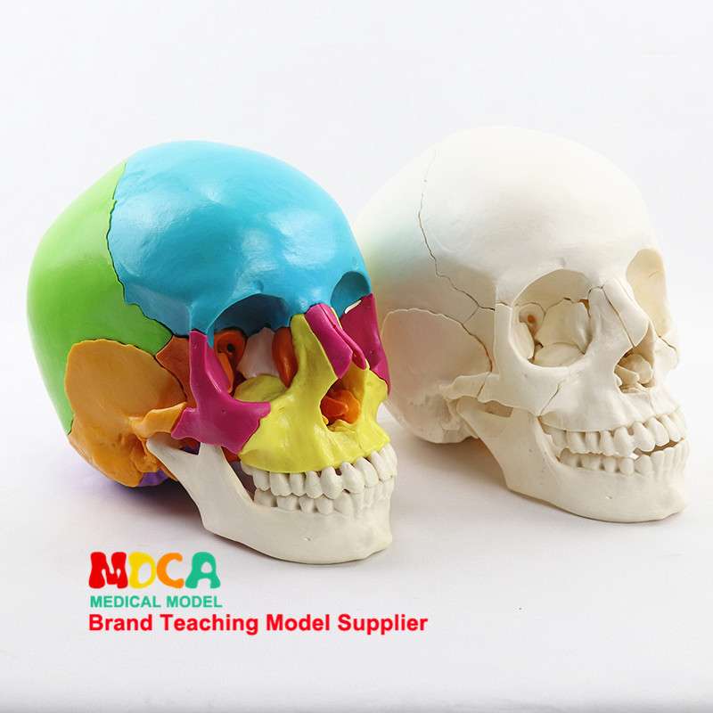 의료 분리형 1:2 인간 원래 색상 두개골 모델 구강 미용 해부학 두개골 두개골 교육