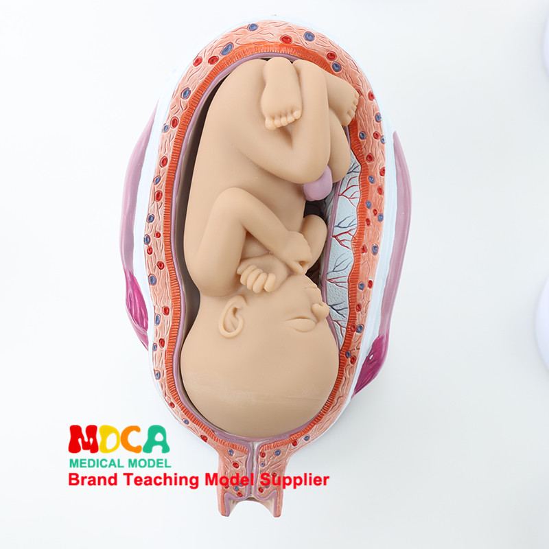 임신 배아 발달 모델 태아 교육 부인과 모델  태아 발달 과정 의료 교육 MPT004