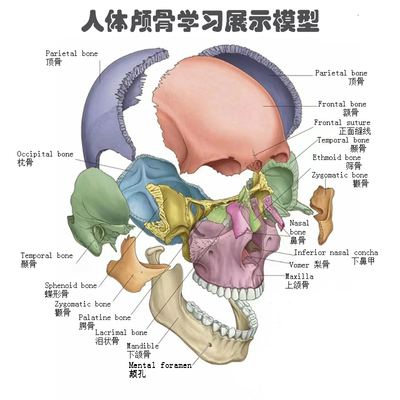 人类人体可拆分解剖头颅颅骨