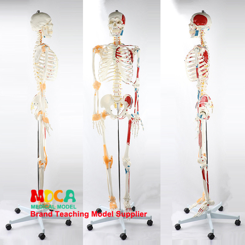 해골 해부 모형 45CM85CM170CM 예술 의료 표준 인체 교육 금형