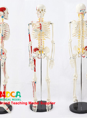 人体骨骼骨架模型45cm85cm170cm美术用医学医用标准解剖教学模具