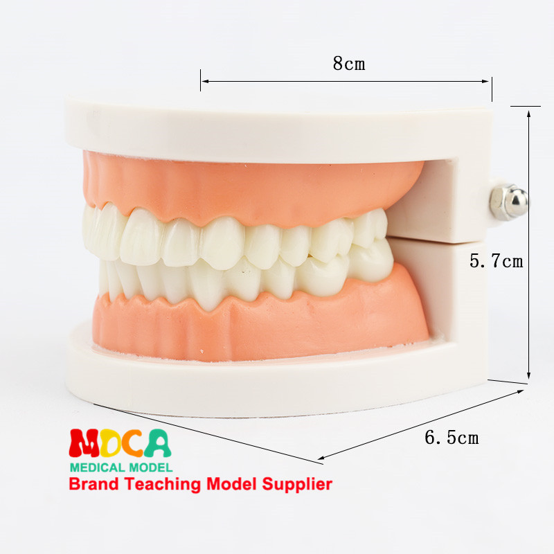 화장품 구강 치과 치료 칫솔질 교육 모델 의료 간호 교육 금형에 대한 치아 해부학 모델