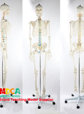 170CM人体骨骼模型脊神经白色可弯曲骨架瑜伽医学教学 MGG305
