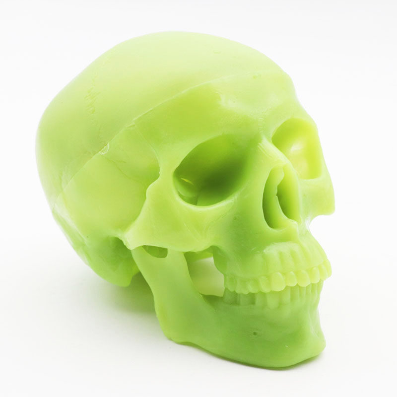 人体迷你荧光头模型医学素描用具