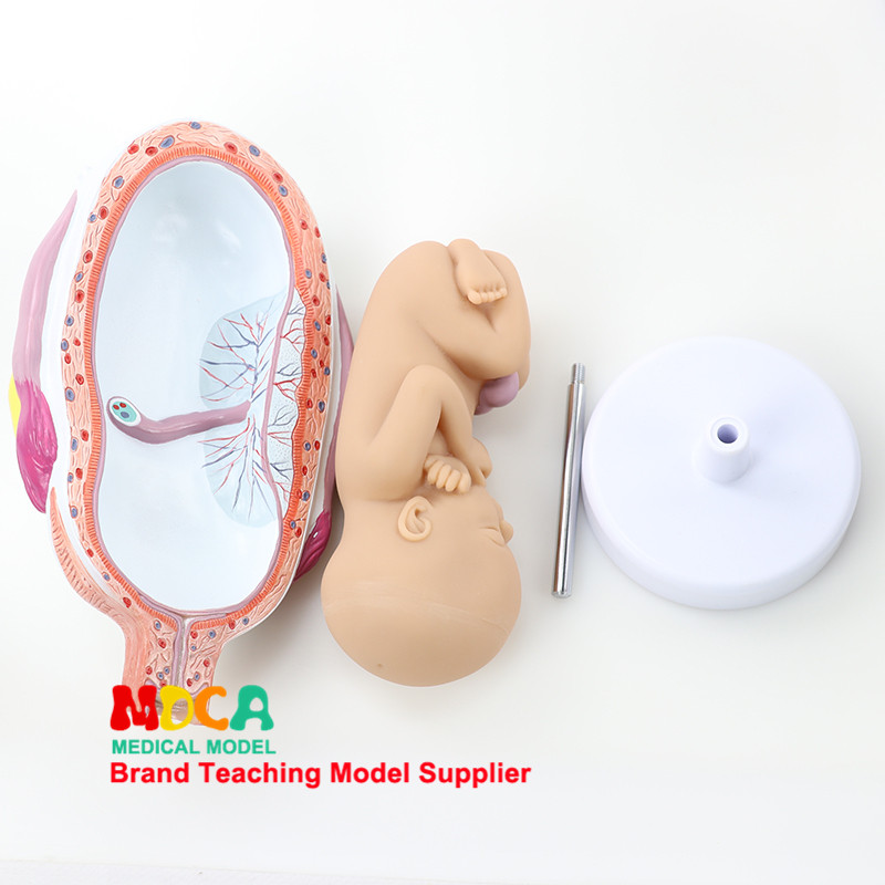 임신 배아 발달 모델 태아 교육 부인과 모델  태아 발달 과정 의료 교육 MPT004