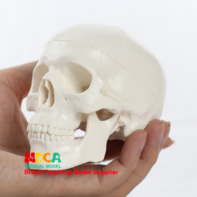 의료미술용 미니 두개골 모형 인체미술 두개골 두개골 모형 MTG001