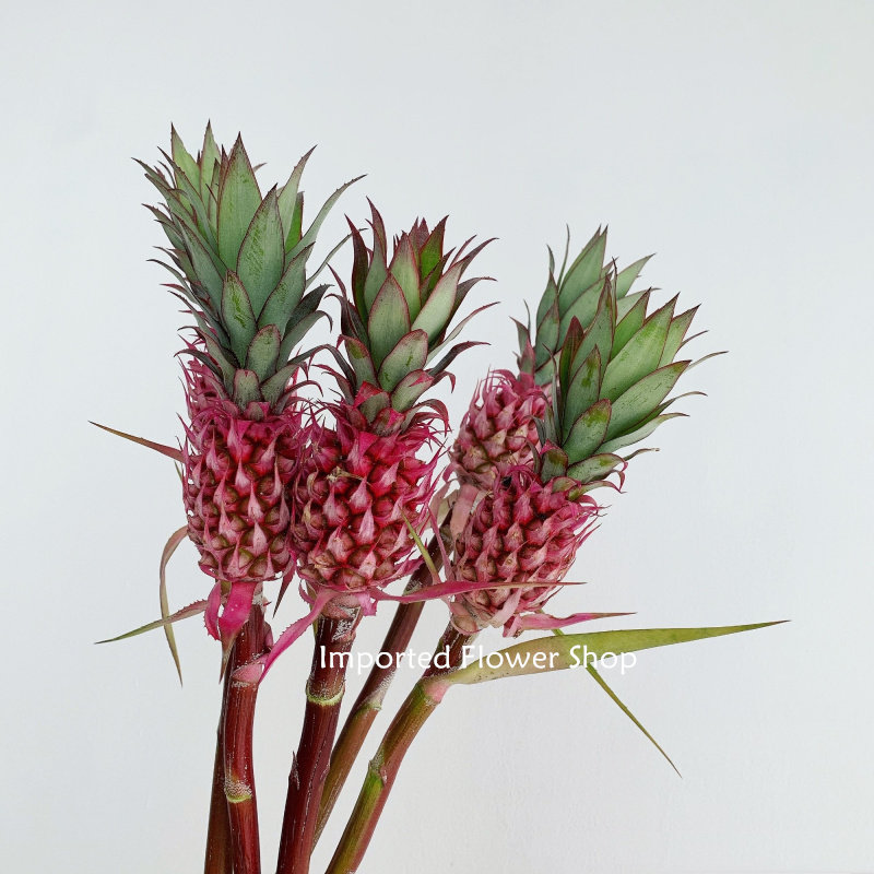 鲜花速递全国日本进口凤梨菠萝花旺来花好运花鲜切花花期长无现货