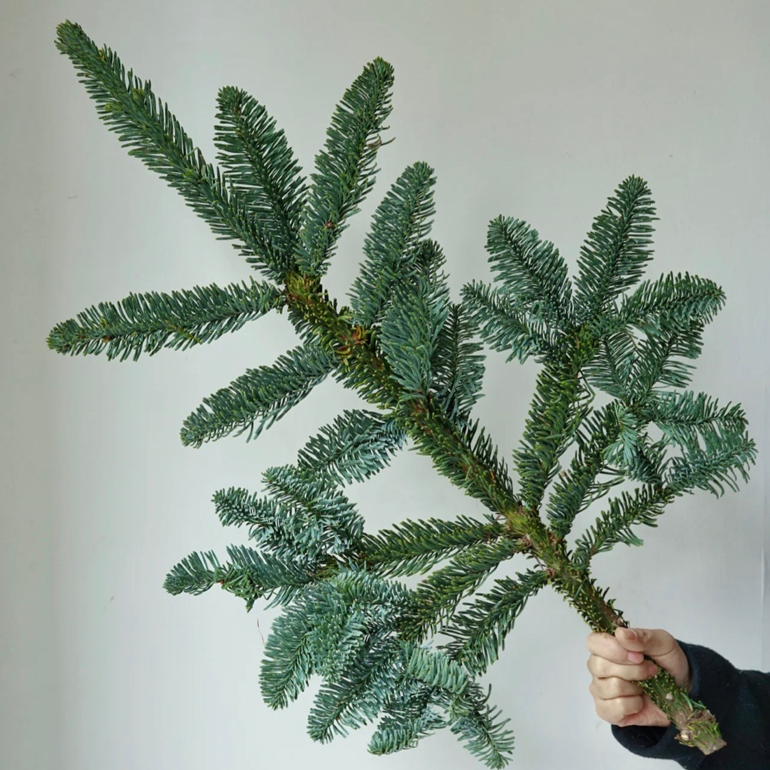 荷兰天然真诺贝松松枝圣诞节装饰