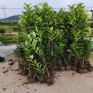 围墙篱笆植物北海道黄杨苗冬青树苗庭院绿篱四季常青大叶法国冬青