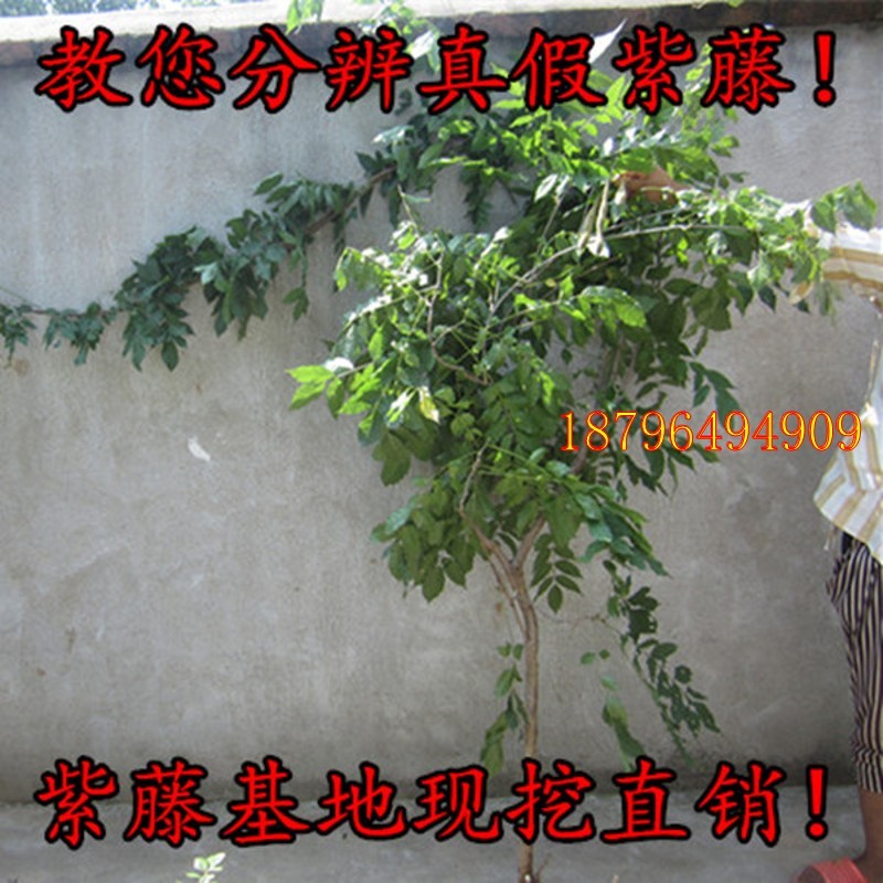 紫藤花苗爬藤植物庭院别墅爬藤遮