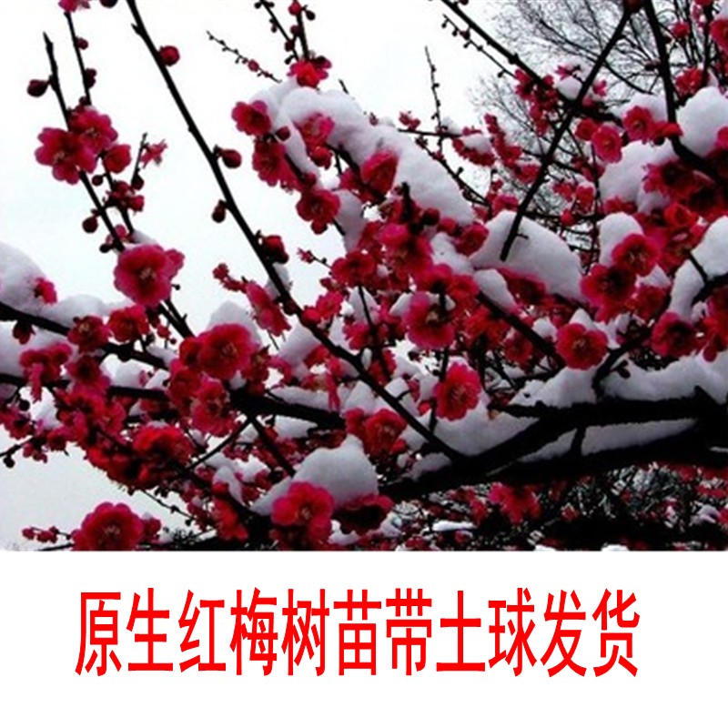 梅花树苗红梅树苗原生红梅树苗别墅庭院地栽高杆绿化红梅当年开花图片