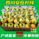 皮薄多汁無蠟孕婦酸爽水果整箱 檸檬新鮮優質一級尤力克雙胞胎包裝