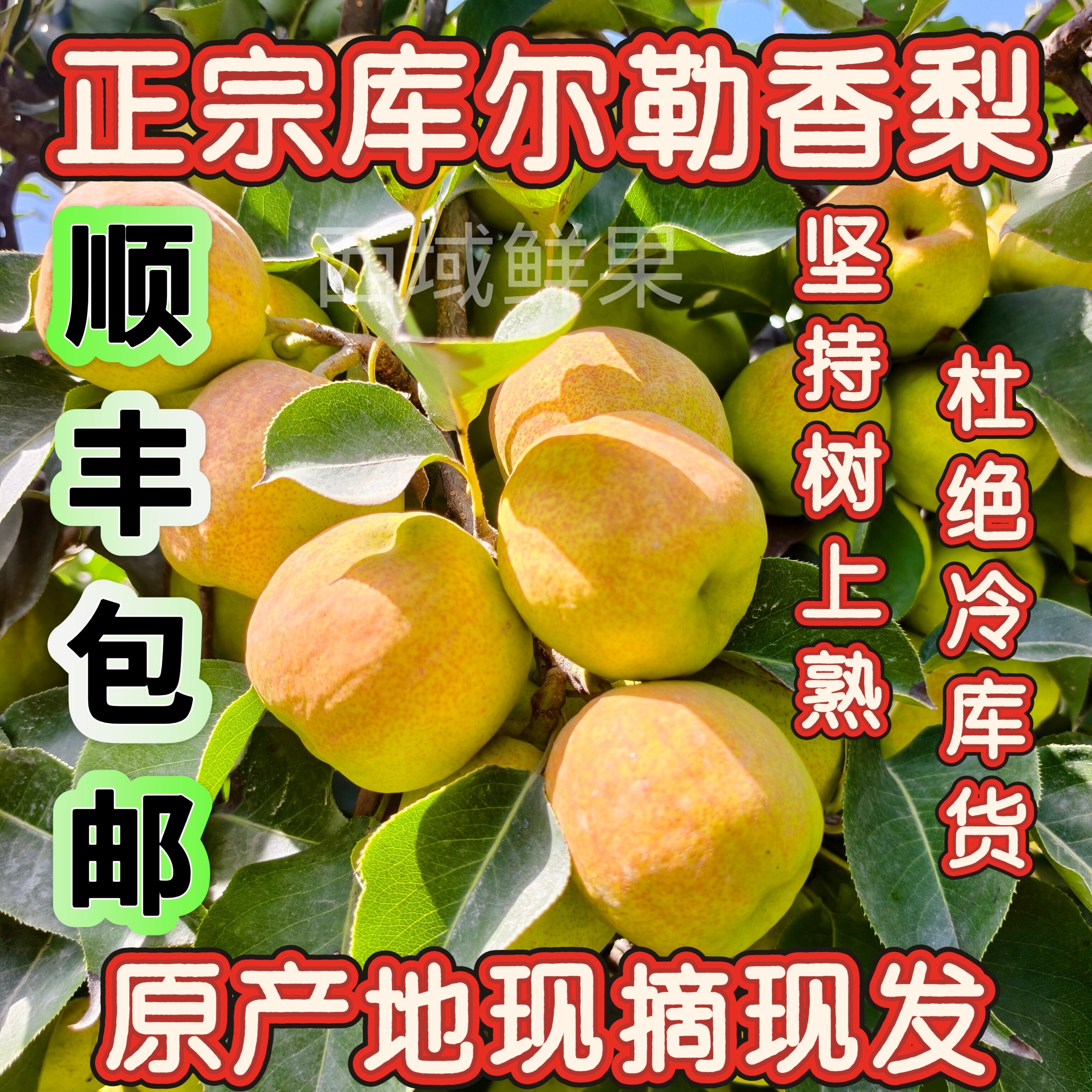 顺丰包邮新疆库尔勒香梨当季新鲜梨