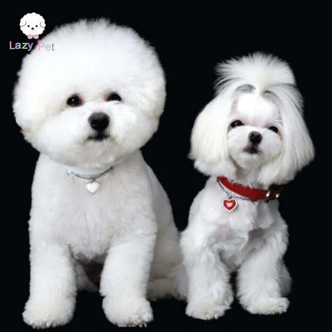 「Lazy Pet」韩国代购宠物狗狗天然牛皮爱心定制吊坠项圈牵引绳