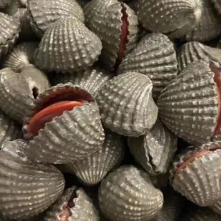 温州乐清本地血蛤现货海带泥方蛤活贝类血蚶现捞花蛤新鲜青口贝