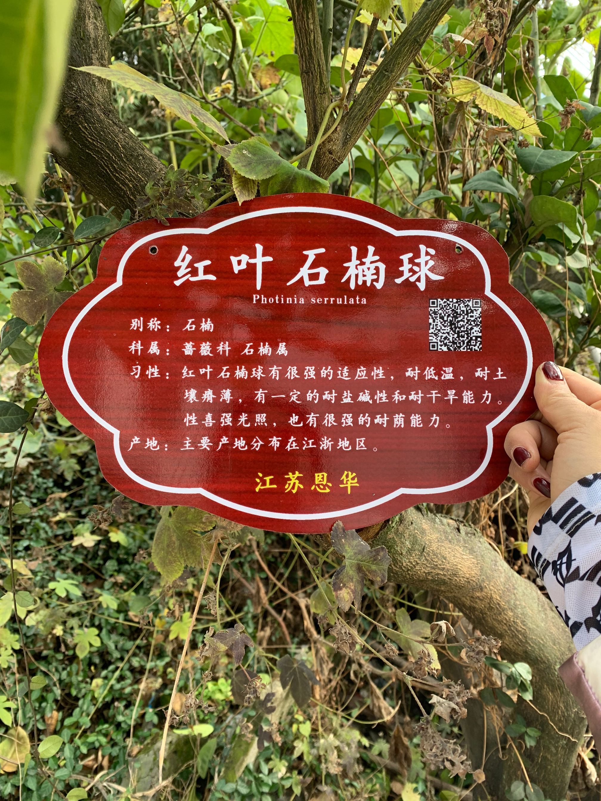 树牌 挂树牌 花木简介牌植物定制二维码全科牌