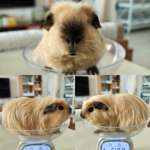 荷兰猪豚鼠只有加州和美泰，家庭精养，仅限北京自提。