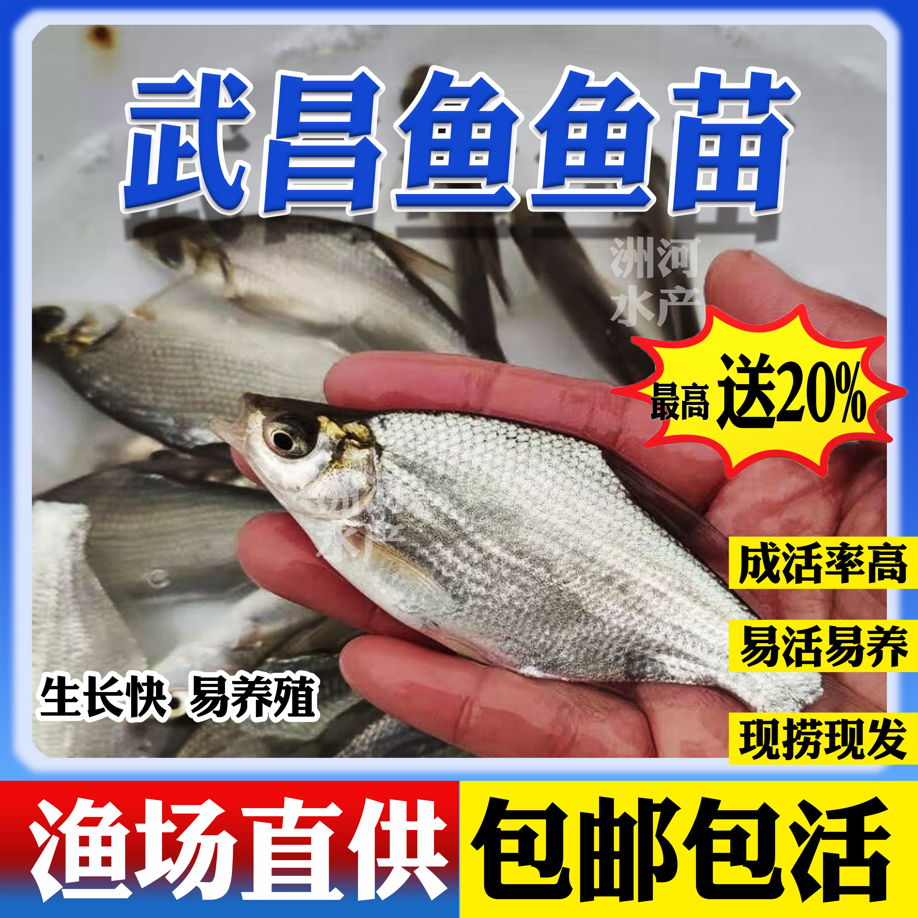 武昌鱼苗淡水养殖食用扁鱼苗三角鲂苗团头鲂苗边鳊小鱼食用