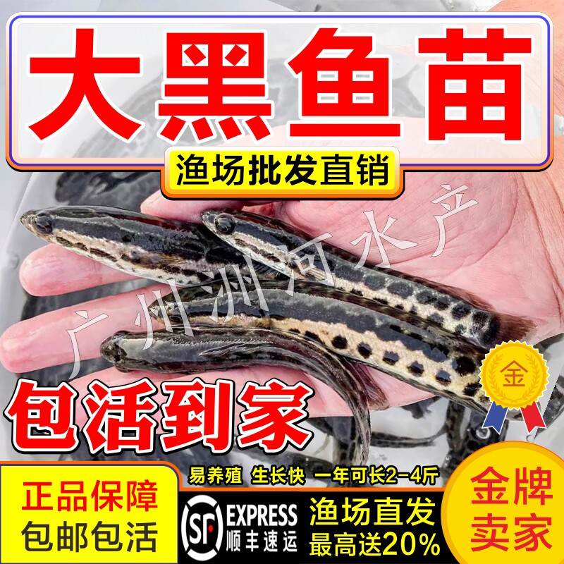 黑鱼苗+黑鱼苗批发+淡水鱼大黑鱼