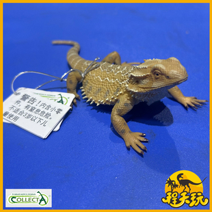 英国CollectA我你他松狮蜥88567仿真澳洲野生爬行动物蜥蜴模型PVC