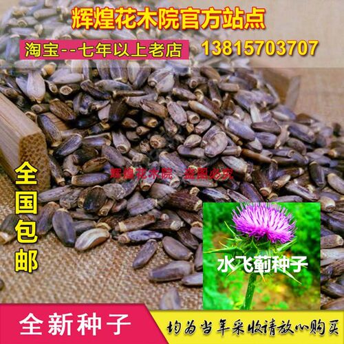 水飞蓟种孑奶蓟种子飞雉盐碱草药水飞蓟种籽观赏花卉四季盆栽包邮 - 封面