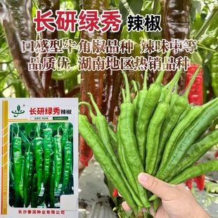 长研绿秀辣椒种子中早熟口感型牛角椒种子皱皮牛角青椒种籽蔬菜种