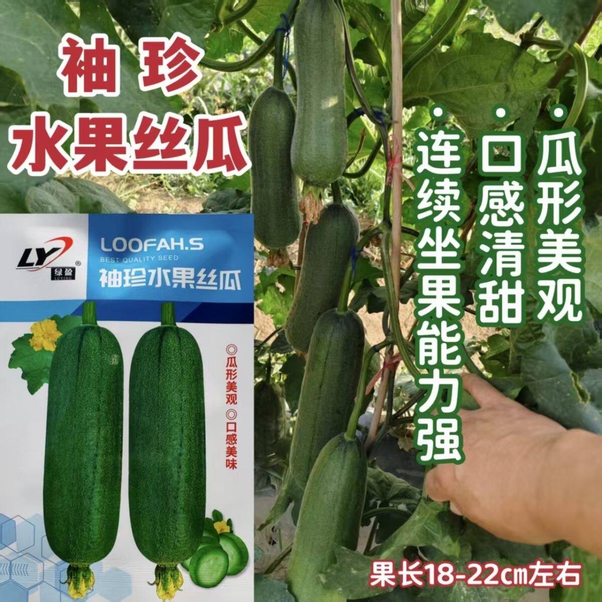 蔬菜瓜果丝瓜种子大全肉丝瓜短棒丝瓜种籽袖珍水果丝瓜大田种高产