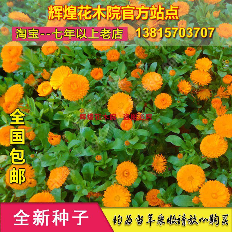 花卉种籽金盏菊种子四季长青花种籽大金盏花种子菊花籽四季花草籽