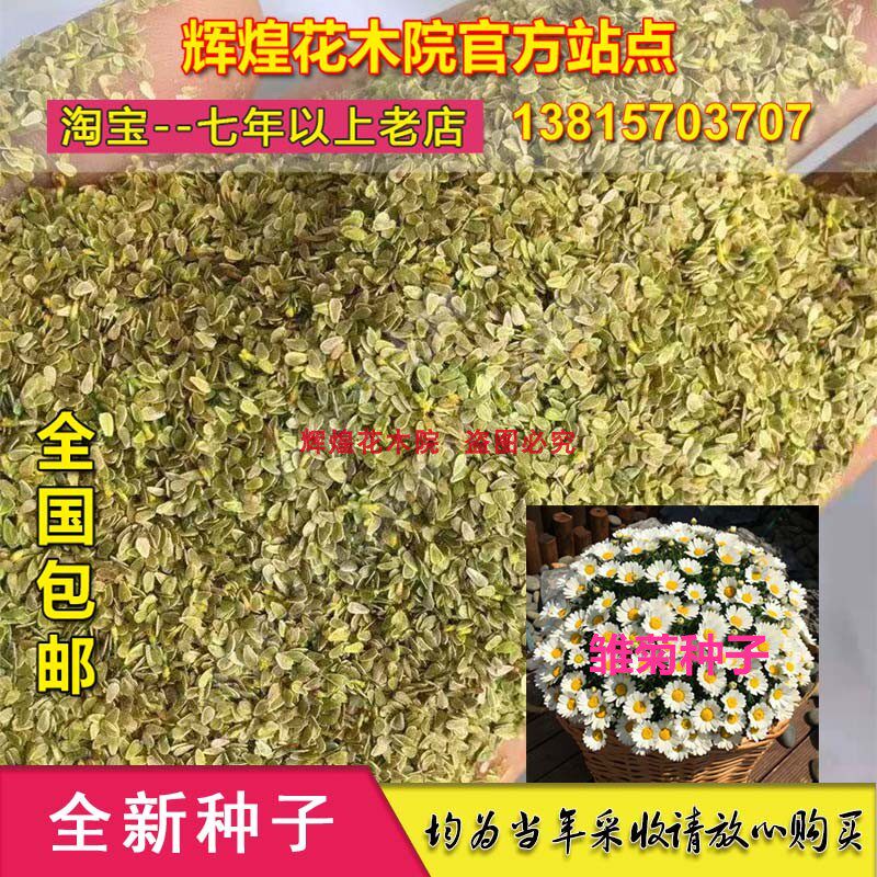 花卉种籽菊花种子雏菊种孑四季种植易活盆栽绿化观赏庭院包邮